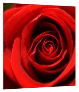 Rózsa virág részletes képe (30x30 cm)