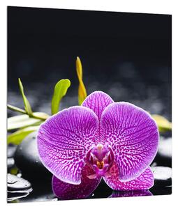 Orchidea képe (30x30 cm)