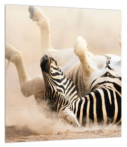 Fekvő zebra képe (30x30 cm)