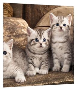 Kis cicák képe (30x30 cm)