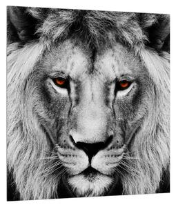 Fekete-fehér oroszlán kép (30x30 cm)