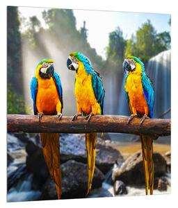 Papagály kép (30x30 cm)