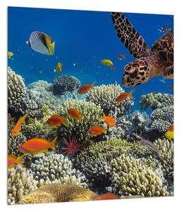 Víz alatti tengeri világ képe (30x30 cm)