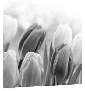 Bimbózó tulipánok fekete-fehér képe (30x30 cm)