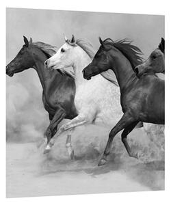 Fekete fehér kép lovakkal (30x30 cm)