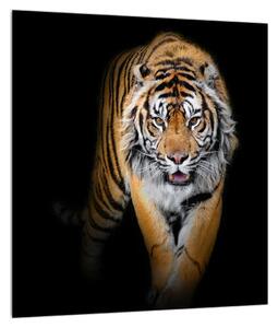 Tigris képe (30x30 cm)