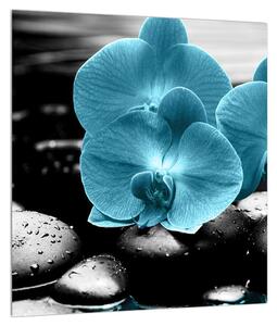 Kék orchidea képe (30x30 cm)