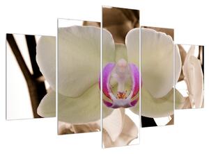 Orchideák képe (150x105 cm)