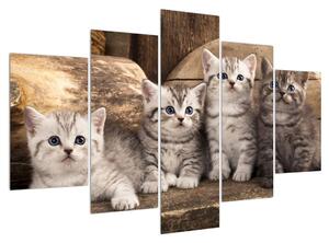 Kis cicák képe (150x105 cm)
