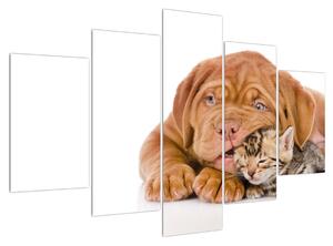 Kutya és cica képe (150x105 cm)