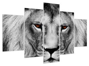 Fekete-fehér oroszlán kép (150x105 cm)