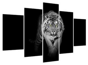 Tigris fekete-fehér kép (150x105 cm)