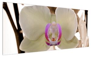 Orchideák képe (120x50 cm)