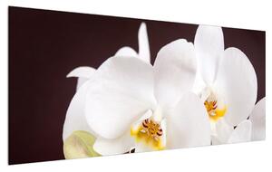 Orchidea virágok képe (120x50 cm)