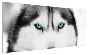 Husky kutya képe (120x50 cm)