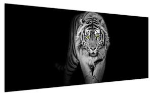 Tigris fekete-fehér kép (120x50 cm)