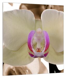 Orchideák képe (30x30 cm)