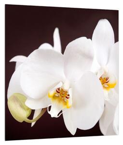 Orchidea virágok képe (30x30 cm)