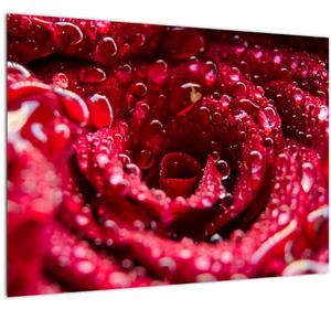 Vörös rózsa virágzata képe (70x50 cm)