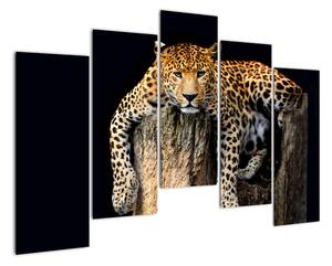 Modern kép - állatok (125x90cm)