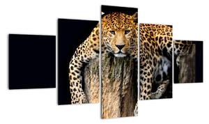 Modern kép - állatok (125x70cm)