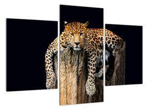 Modern kép - állatok (90x60cm)