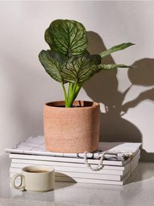 Sinsay - Mű dekoratív Alocasia növény cserépben - zöld