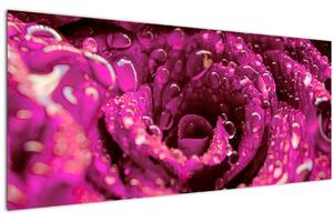Rózsaszín rózsa virágzata képe (120x50 cm)