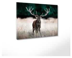 Kép 85x113 cm Deer – Styler