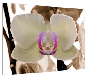 Orchideák képe (70x50 cm)