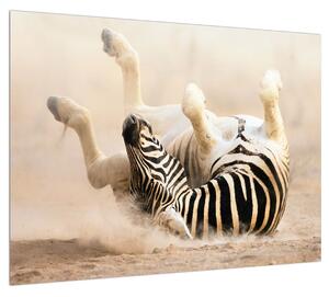 Fekvő zebra képe (70x50 cm)
