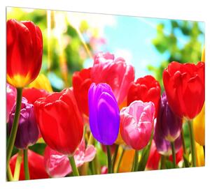 Tulipános kép (70x50 cm)