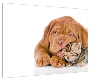 Kutya és cica képe (70x50 cm)