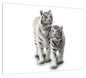Fehér tigris képe (70x50 cm)