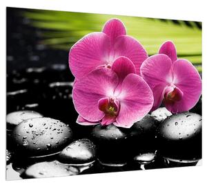 Orchidea virágok képe (70x50 cm)