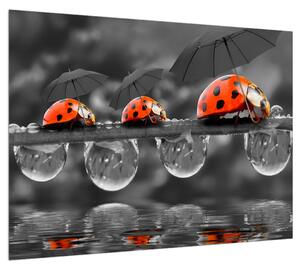 Katicabogarak esernyőkkel (70x50 cm)