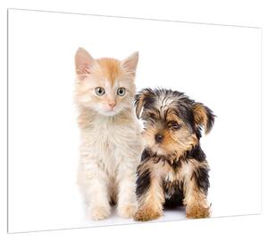 Cica és a kiskutya képe (70x50 cm)