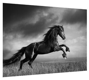 Fekete fehér lovas kép (70x50 cm)