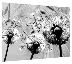 Modern kép -fekete-fehér pitypang (70x50 cm)