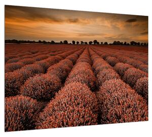 Virágos mező képe (70x50 cm)