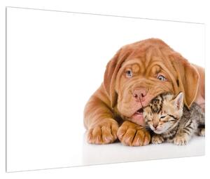 Kutya és cica képe (90x60 cm)