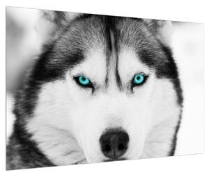 Husky kutya képe (90x60 cm)