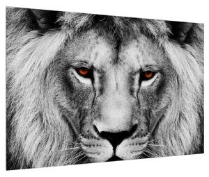 Fekete-fehér oroszlán kép (90x60 cm)