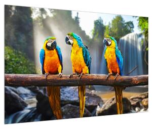 Papagály kép (90x60 cm)