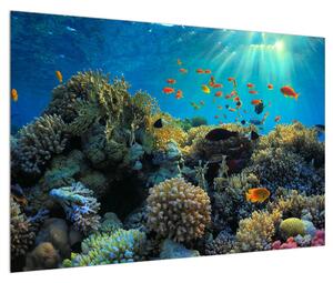 Víz alatti tengeri világ képe (90x60 cm)