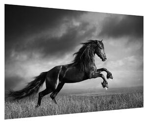 Fekete fehér lovas kép (90x60 cm)