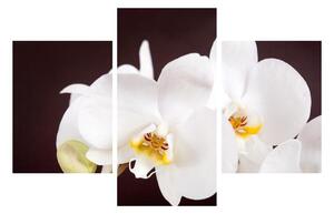 Orchidea virágok képe (90x60 cm)