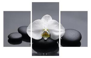 Orchidea képe (90x60 cm)