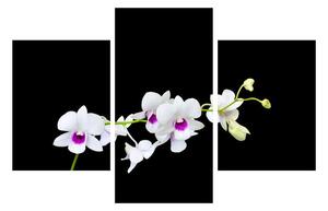 Orchidea képe (90x60 cm)