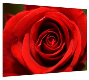 Rózsa virág részletes képe (70x50 cm)